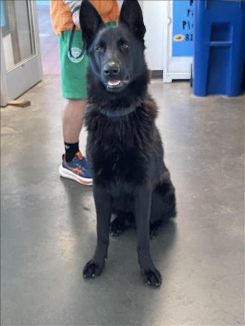 Shelter Stray Male Dog last seen , West Valley Animal Shelter, 20655 Plummer St, Chatsworth, CA 91311, USA