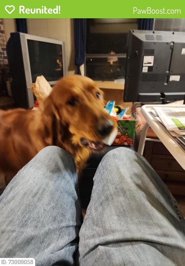 Reunited Male Dog last seen Green Tree land and Beaver Creek Circle , Duncanville, TX 75137