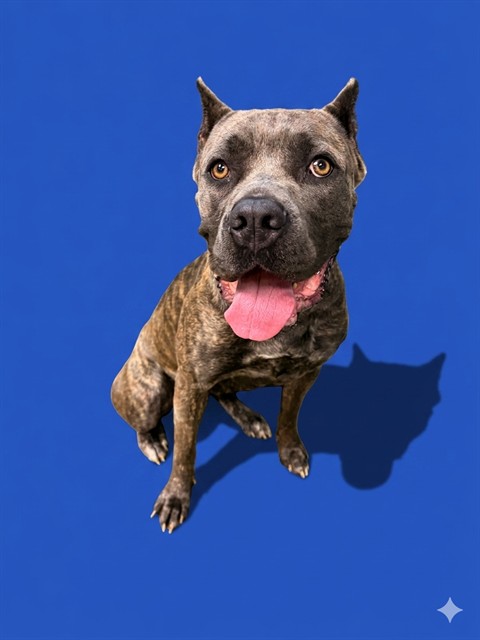 Shelter Stray Female Dog last seen Near BLOCK UNIVERSITY BLVD W, 2020 Forest St, Jacksonville, FL 32204, USA