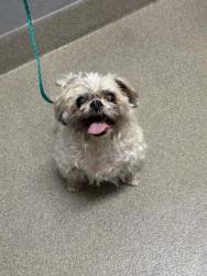 Shelter Stray Male Dog last seen Near BLOCK MCCARRAN ST, NORTH LAS VEGAS NV 89030, 655 N Mojave Rd, Las Vegas, NV 89101, USA
