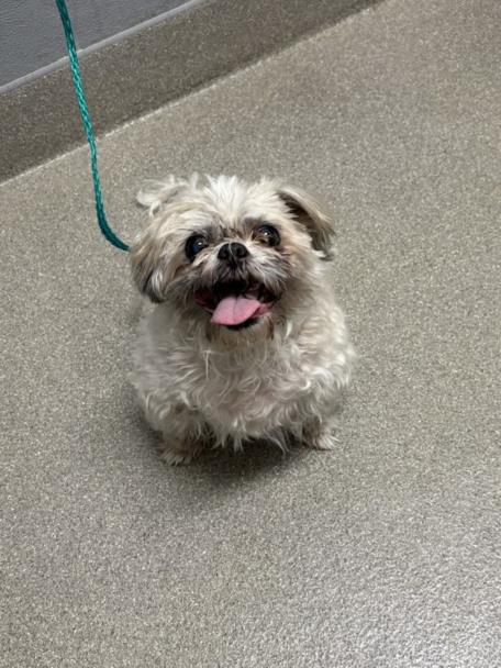 Shelter Stray Male Dog last seen Near BLOCK MCCARRAN ST, NORTH LAS VEGAS NV 89030, 655 N Mojave Rd, Las Vegas, NV 89101, USA