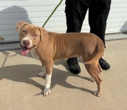 Shelter Stray Female Dog last seen Near BLOCK TAYLOR AVE, 3528 Newburg Rd, Louisville, KY 40218, USA