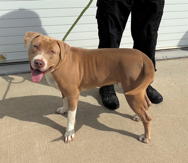 Shelter Stray Female Dog last seen Near BLOCK TAYLOR AVE, 3528 Newburg Rd, Louisville, KY 40218, USA