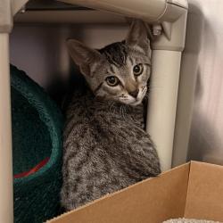 Shelter Stray Unknown Cat last seen IRVINE BLVD/CULVER, IRVINE CA, 6443 Oak Canyon, Irvine, CA 92618, USA