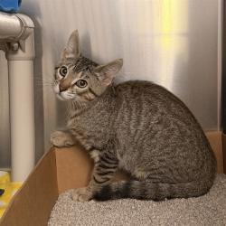 Shelter Stray Unknown Cat last seen IRVINE BLVD/CULVER, IRVINE CA, 6443 Oak Canyon, Irvine, CA 92618, USA