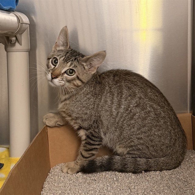Shelter Stray Unknown Cat last seen IRVINE BLVD/CULVER, IRVINE CA, 6443 Oak Canyon, Irvine, CA 92618, USA