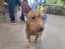 Shelter Stray Male Dog last seen Near BLOCK WINGFIELD ROAD, 3528 Newburg Rd, Louisville, KY 40218, USA