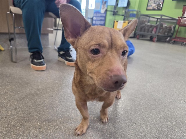 Shelter Stray Male Dog last seen Near BLOCK WINGFIELD ROAD, 3528 Newburg Rd, Louisville, KY 40218, USA