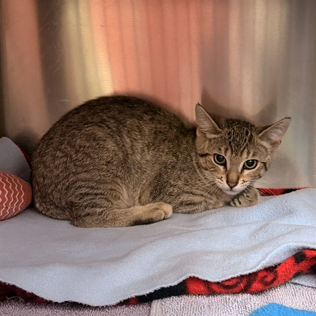 Shelter Stray Unknown Cat last seen IRVINE BLVD/CULVER, IRVINE CA, 6443 Oak Canyon, Irvine, CA 92618, USA