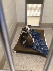 Shelter Stray Male Dog last seen Near BLOCK NUEVA VISTA DR, 12155 Park Blvd, Brighton, CO 80601, USA