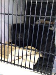 Shelter Stray Unknown Dog last seen Near BLOCK MADISON WAY, 12155 Park Blvd, Brighton, CO 80601, USA