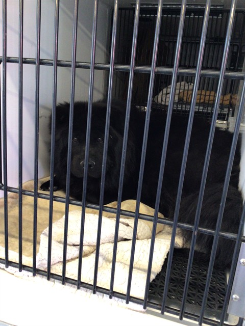 Shelter Stray Unknown Dog last seen Near BLOCK MADISON WAY, 12155 Park Blvd, Brighton, CO 80601, USA