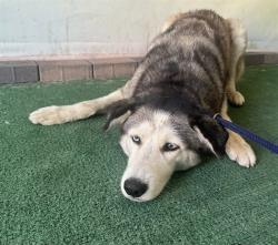 Shelter Stray Female Dog last seen , 4275 Elton St, Baldwin Park, CA 91706, USA