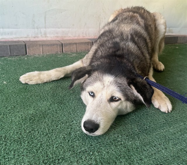 Shelter Stray Female Dog last seen , 4275 Elton St, Baldwin Park, CA 91706, USA