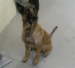 Shelter Stray Female Dog last seen ABELL CIR, OVIEDO FL, 232 Eslinger Way, Sanford, FL 32773, USA