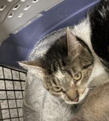 Shelter Stray Female Cat last seen , 1850 W 60th St, Los Angeles, CA 90047, USA