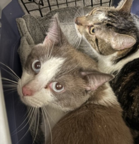Shelter Stray Male Cat last seen , 1850 W 60th St, Los Angeles, CA 90047, USA