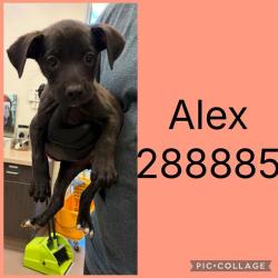Shelter Stray Female Dog last seen WEST OAK DR, 4214 Fulton Mill Rd, Macon, GA 31216, USA