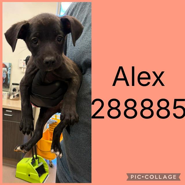 Shelter Stray Female Dog last seen WEST OAK DR, 4214 Fulton Mill Rd, Macon, GA 31216, USA