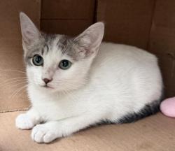 Shelter Stray Female Cat last seen , 3201 Lacy St, Los Angeles, CA 90031, USA
