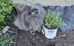 Reunited Male Cat last seen Firehouse Park, Independence, MO 64052