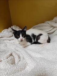 Shelter Stray Female Cat last seen , 3201 Lacy St, Los Angeles, CA 90031, USA