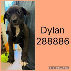 Shelter Stray Female Dog last seen WEST OAK DR, 4214 Fulton Mill Rd, Macon, GA 31216, USA
