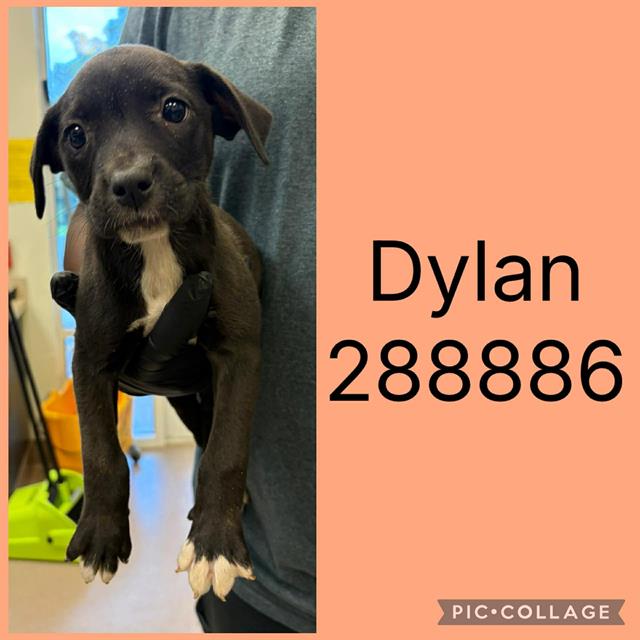Shelter Stray Female Dog last seen WEST OAK DR, 4214 Fulton Mill Rd, Macon, GA 31216, USA