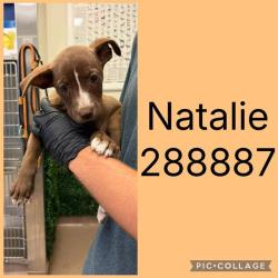 Shelter Stray Female Dog last seen WEST OAK DR, 4214 Fulton Mill Rd, Macon, GA 31216, USA