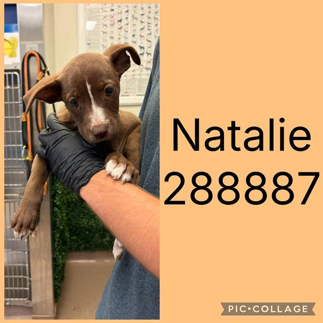 Shelter Stray Female Dog last seen WEST OAK DR, 4214 Fulton Mill Rd, Macon, GA 31216, USA