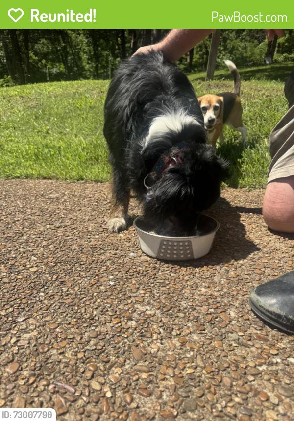 Reunited Female Dog last seen Highway 70/James Lawson Highschool/Hooten How’s Rd, Nashville, TN 37221