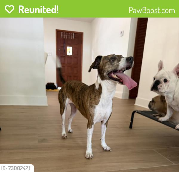 Reunited Female Dog last seen Near east wheeler road, seffner , Seffner, FL 33584