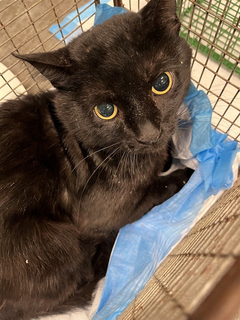 Shelter Stray Male Cat last seen LAKE UNITY NURSEY RD, FRUITLAND PARK, 12280 County Rd 448, Tavares, FL 32778, USA