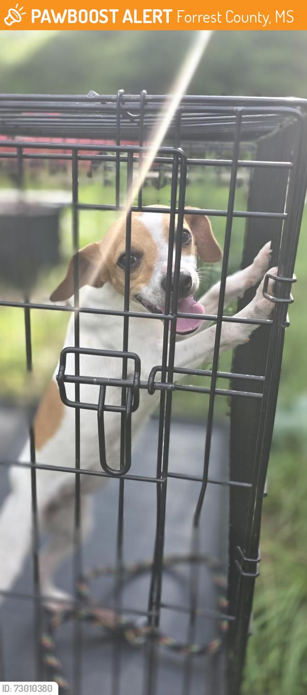 Found/Stray Female Dog last seen Old hwy 49 and New York Road, Brooklyn, MS, Forrest County, MS 39425