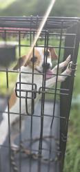 Found/Stray Female Dog last seen Old hwy 49 and New York Road, Brooklyn, MS, Forrest County, MS 39425