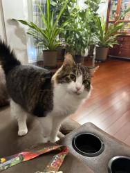 Lost Male Cat last seen Brooks Farm Rd, Round Lake, IL 60073