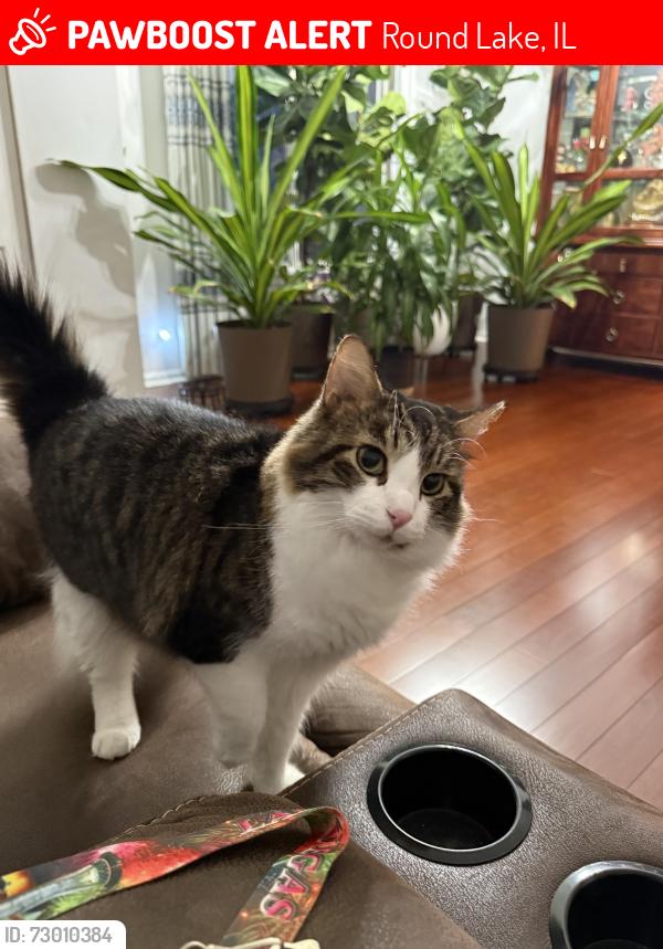 Lost Male Cat last seen Brooks Farm Rd, Round Lake, IL 60073