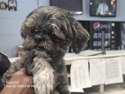 Shelter Stray Male Dog last seen Near BLOCK WARWICK ST, DETROIT MI 48228, 7401 Chrysler Dr, Detroit, MI 48211, USA
