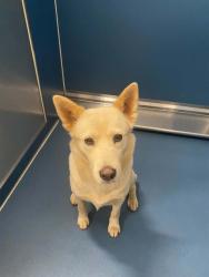 Shelter Stray Female Dog last seen Near BLOCK JOY RD, DETROIT MI 48228, 7401 Chrysler Dr, Detroit, MI 48211, USA