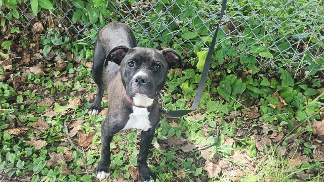 Shelter Stray Female Dog last seen Near BLOCK HARDING ST, DETROIT MI 48214, 7401 Chrysler Dr, Detroit, MI 48211, USA