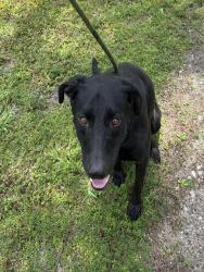 Shelter Stray Male Dog last seen Near BLOCK NW 42 PL DEERFIELD BEACH FL 33064, 2400 SW 42nd St, Fort Lauderdale, FL 33312, USA