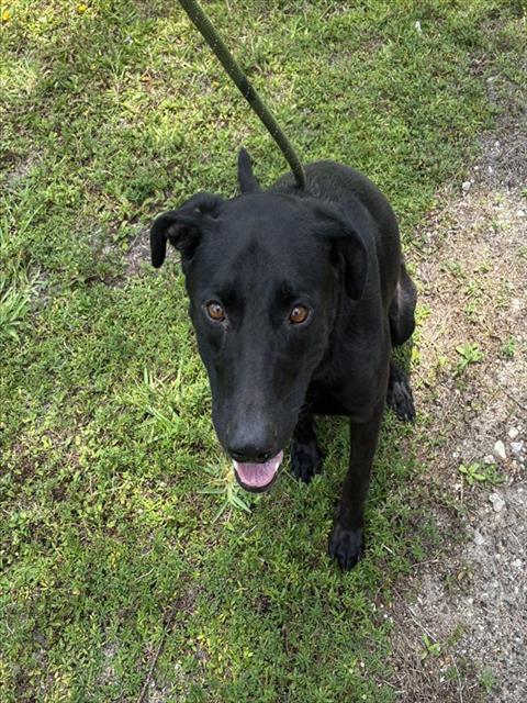Shelter Stray Male Dog last seen Near BLOCK NW 42 PL DEERFIELD BEACH FL 33064, 2400 SW 42nd St, Fort Lauderdale, FL 33312, USA