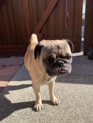 Found/Stray Male Dog last seen Autozone, Concord, CA 94521