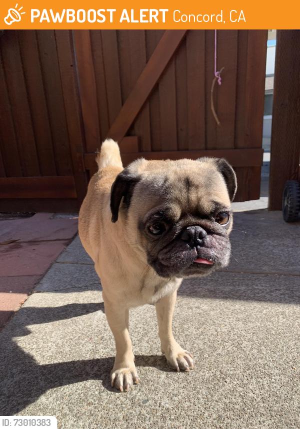 Found/Stray Male Dog last seen Autozone, Concord, CA 94521