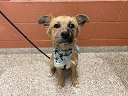 Shelter Stray Female Dog last seen Near BLOCK W US HWY 50, PUEBLO CO 81008, 4600 Eagleridge Pl, Pueblo, CO 81008, USA
