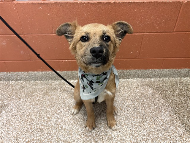Shelter Stray Female Dog last seen Near BLOCK W US HWY 50, PUEBLO CO 81008, 4600 Eagleridge Pl, Pueblo, CO 81008, USA