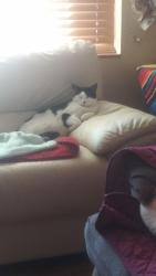 Reunited Female Cat last seen Jewell Ave and S Patton Ct Denver 80219 Harvey Park area , Denver, CO 80219