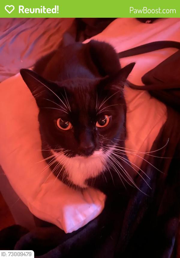 Reunited Male Cat last seen Greenwood, Puyallup, WA 98374