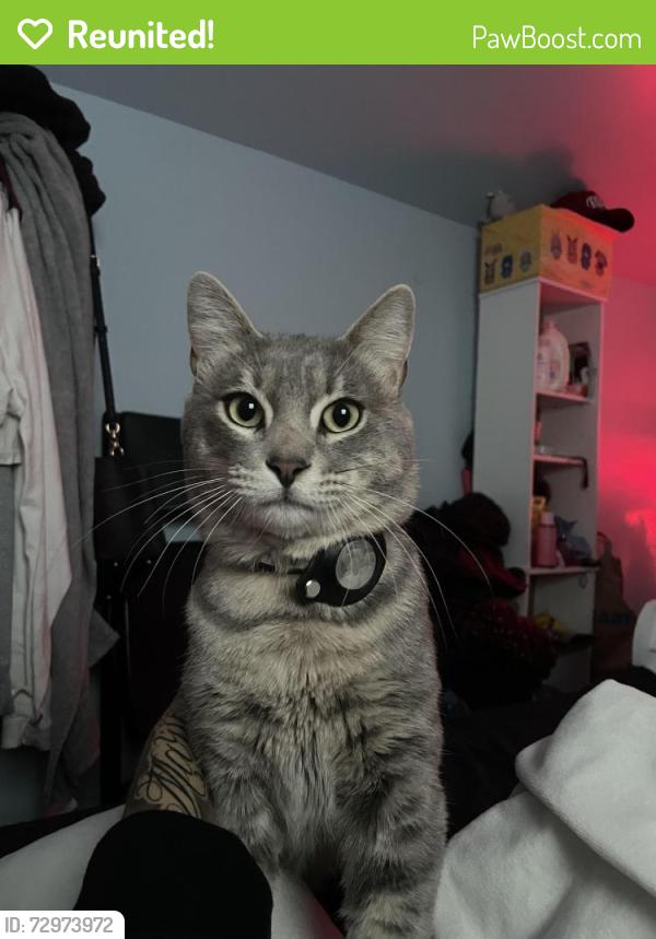 Reunited Male Cat last seen Marin Ave, Salinas, CA 93906