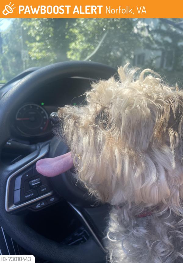 Found/Stray Male Dog last seen Capeview and Edgeview, Norfolk, VA 23518